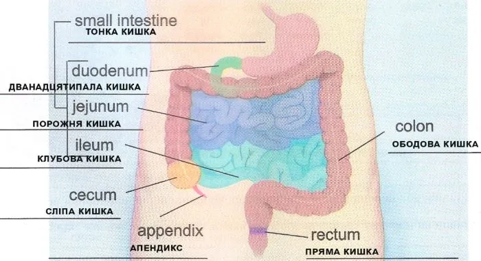 Будова тонкої та товстої кишок людини
