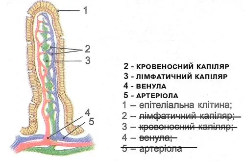малюнок будови кишкової ворсинки