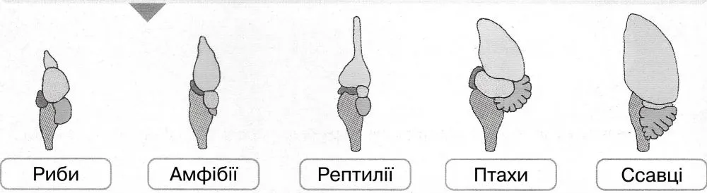 назви тих класів типу Хордові, які мають саме таку будову головного мозку