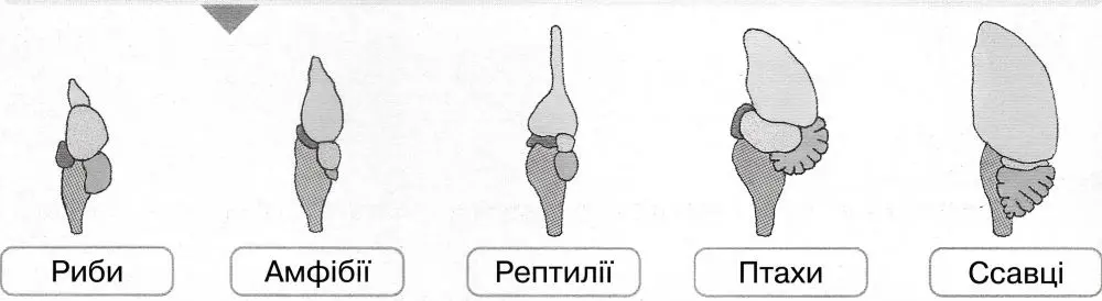 назви тих класів типу Хордові, які мають саме таку будову головного мозку