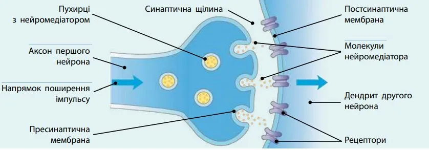 На малюнку зображена будова синапсу