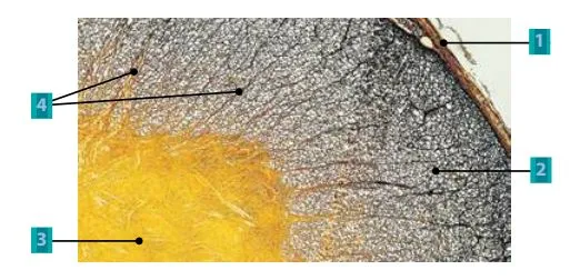 Дослідження мікроскопічної будови зрізу спинного мозку