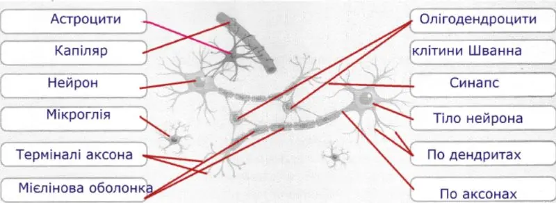 клітини нейроглії
