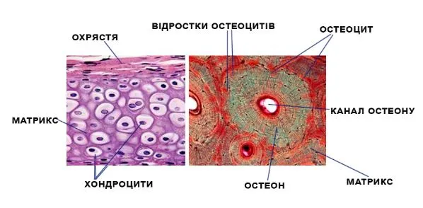інфомалюнок «Опора і тканини організму людини»