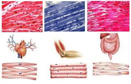 Мікроскопічна будова м’язової тканини