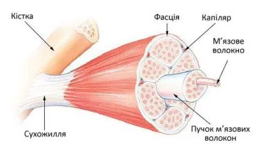 Будова скелетного м'яза