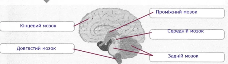 будова головного мозку