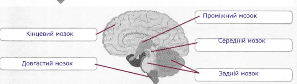 будова головного мозку