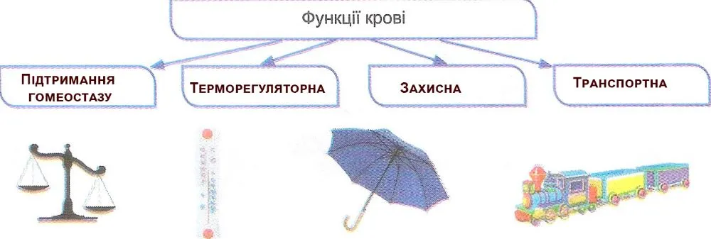 функції крові
