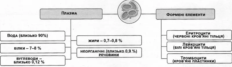 Будова крові схема