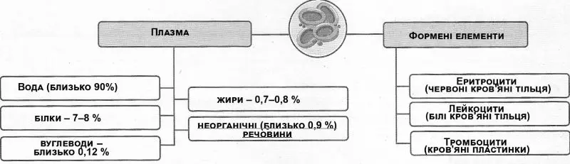 Будова крові схема
