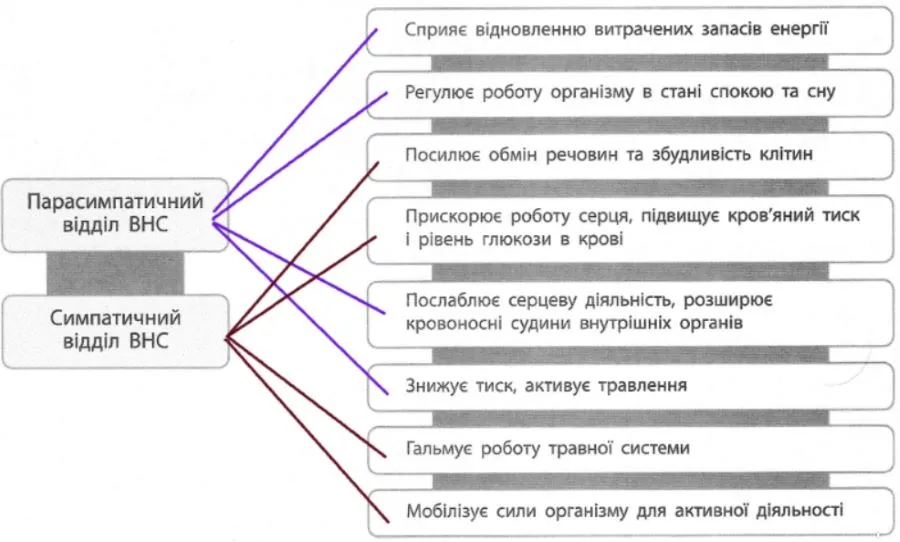 З'єднайте назви відділів ВНС із функціями, які вони виконують