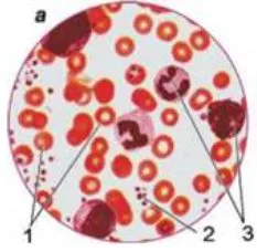 мікроскопічна будова крові людини