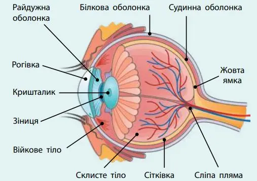 Підпишіть ті компоненти будови ока, які ви знаєте