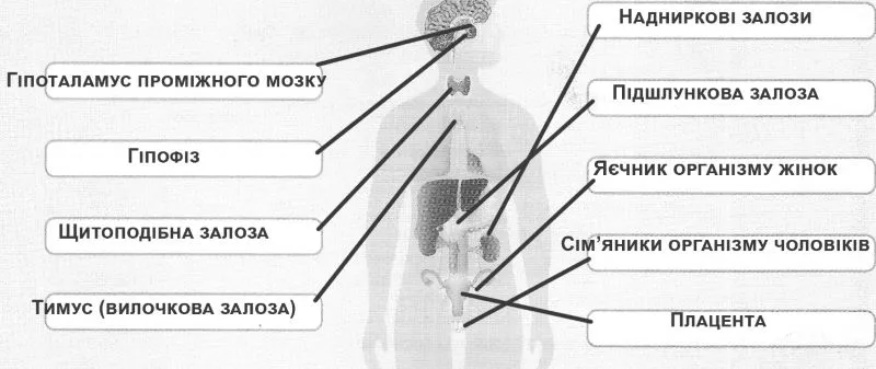 Позначте й підпишіть такі залози ендокринної системи людини