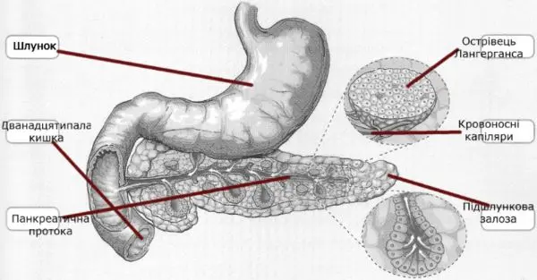 iПозначте й підпишіть цифрами такі його компоненти: шлунок (1), дванадцятипала кишка (2), панкреатична протока (3), острівець Лангерганса (4), підшлункова залоза (5), частина залози, що виробляє травний сік (6).