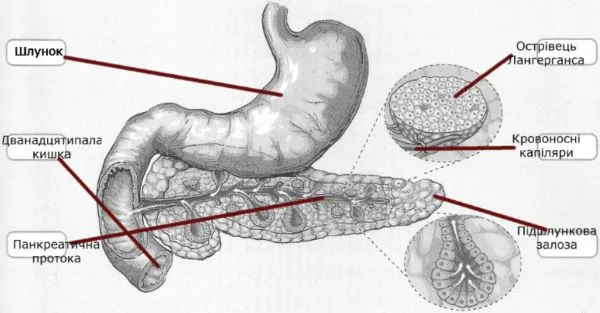iПозначте й підпишіть цифрами такі його компоненти: шлунок (1), дванадцятипала кишка (2), панкреатична протока (3), острівець Лангерганса (4), підшлункова залоза (5), частина залози, що виробляє травний сік (6).