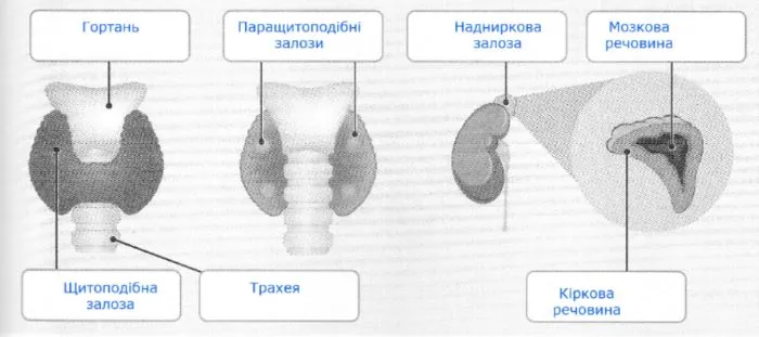 Розгляньте малюнки. Підпишіть на цих об’єктах ті компоненти, які ви знаєте.