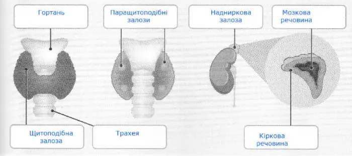 Розгляньте малюнки. Підпишіть на цих об’єктах ті компоненти, які ви знаєте.