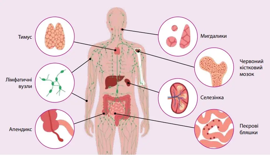 Позначені цифрами такі органи імунної системи людини: тимус (1), мигдалики (2), лімфатичні вузли (3), апендикс (4), червоний кістковий мозок (5), селезінка (6), пеєрові бляшки (7)