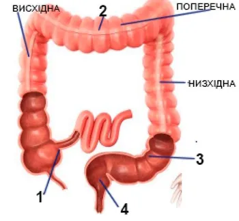 Розпізнає та позначає відділи товстої кишки