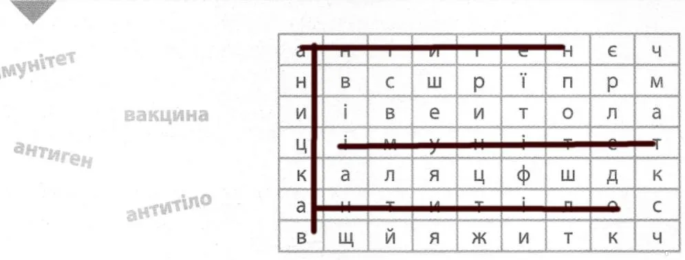 знайдіть запропоновані терміни й позначте їх: імунітет, вакцина, антиген, антитіло.