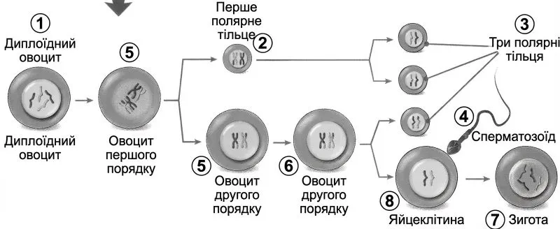 диплоїдний овоцит (1), перше полярне тільце (2), три полярні тільця (3), сперматозоїд (4), овоцит першого порядку (5), овоцит другого поряду (6), зигота (7), яйцеклітина (8).