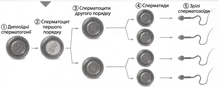 диплоїдні сперматогонії (1), сперматоцит першого порядку (2), сперматоцити другого порядку (3), сперматиди (4), зрілі сперматозоїди (5).