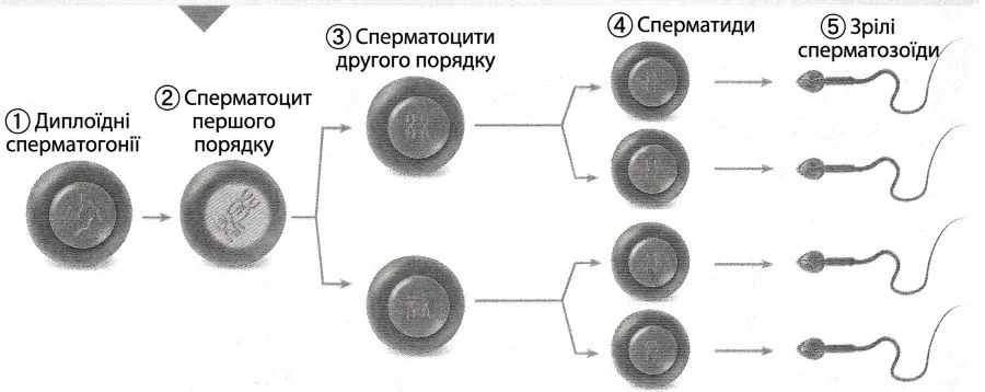 диплоїдні сперматогонії (1), сперматоцит першого порядку (2), сперматоцити другого порядку (3), сперматиди (4), зрілі сперматозоїди (5).