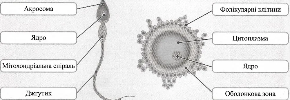 компоненти будови сперматозоїда та яйцеклітини
