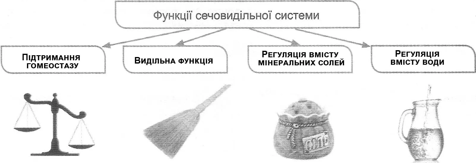 Підписані ейдетичні малюнки, позначені функції сечовидільної системи