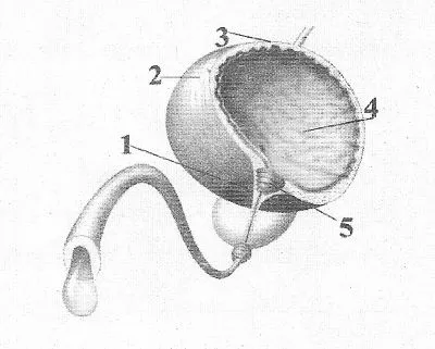 будова сечового міхура