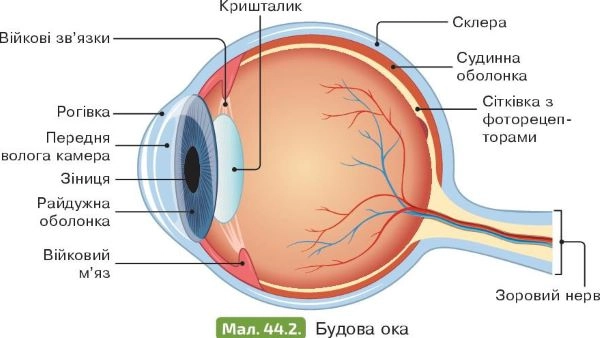 будова ока