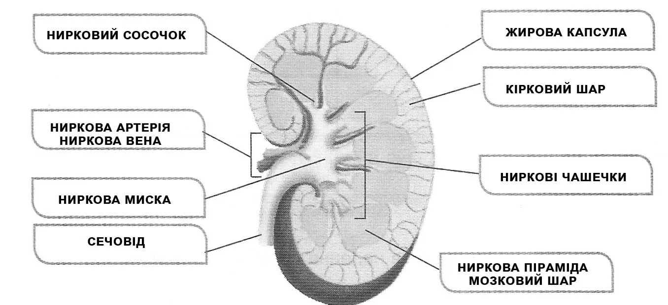 Будова нирки