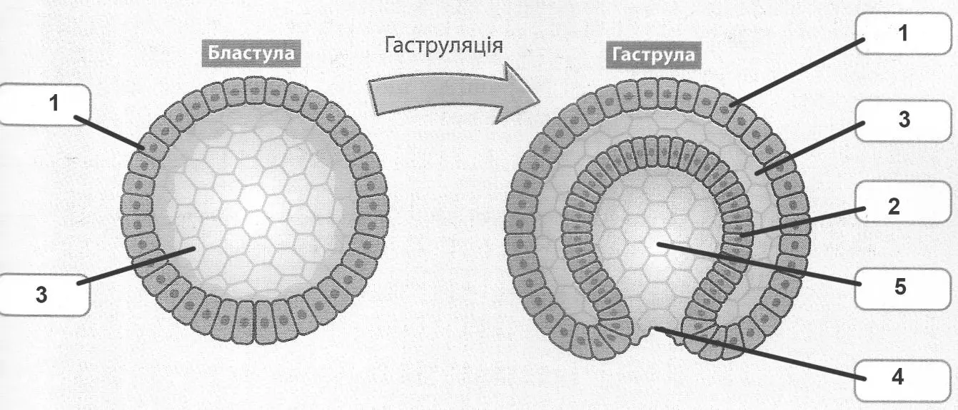 ектодерма (1), ентодерма (2), бластоцель (3), бластопор (4), порожнина гаструли (5).