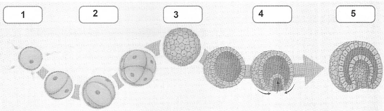 Зигота (1), стадія двох бластомерів (2), морула (3), бластула (4), гаструла (5).