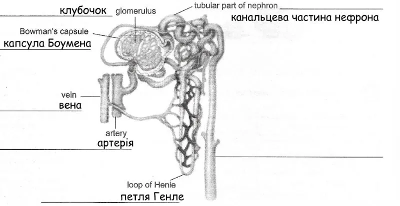 будова нефрону українською мовою