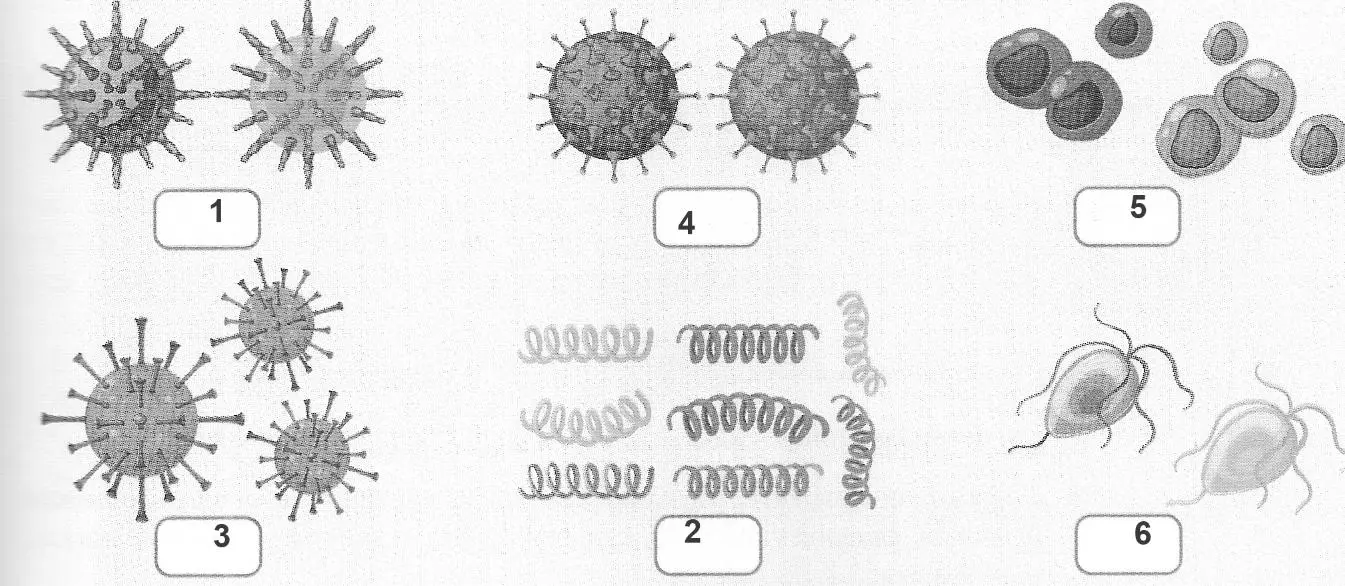 віруси герпесу людини (1), бактерія Бліда спірохета (2), вірус контагіозного молюска (3), віруси імунодефіциту людини (4), бактерії хламідії (5), одноклітинні паразити трихомонади (6).