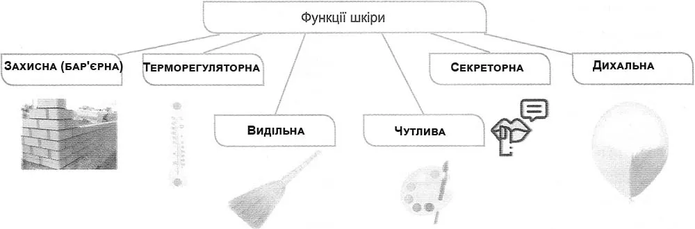 схему з ейдетичними малюнками та назвами функцій, які шкіра виконує в організмі