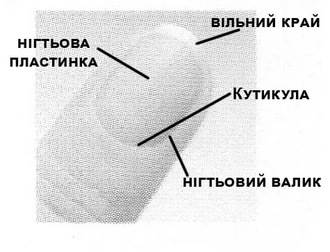 Розгляньте під лупою свої нігті... Підпишіть малюнок