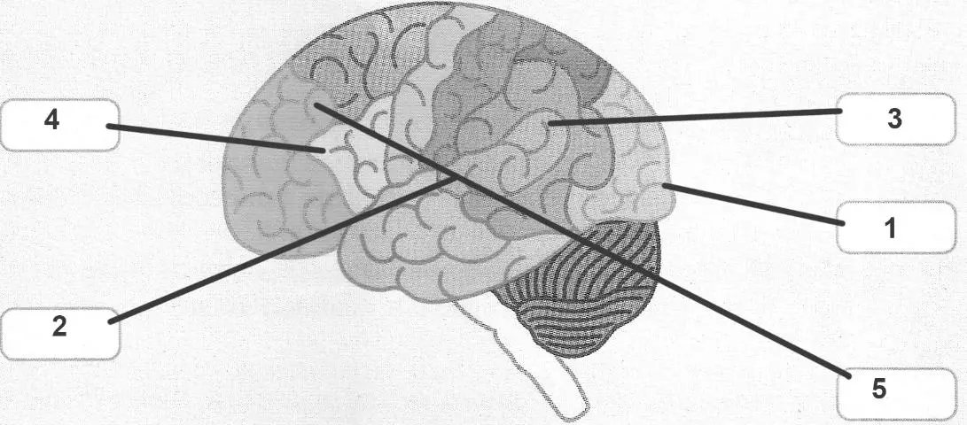 зорова зона (1), слухова зона (2), зона Верніке (3), зона Брока (4), ділянка вищої психічної діяльності (5)