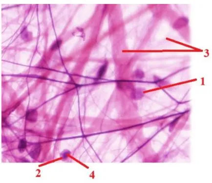 Пухка волокниста сполучна тканина