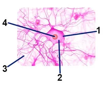 мікропрепарат нервової тканини