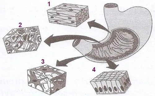 Тканини, які входять до складу шлунка