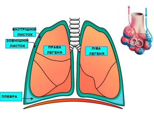 Називає та позначає на ілюстрації елементи будови легень