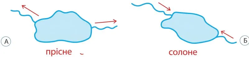 На малюнку зображено озера з річками. Покажи стрілками напрямок течії річок так, щоб озеро, зображене на малюнку А, було стічним, а на малюнку Б — безстічним. Підпиши, яке з озер повинно бути солоним, а яке — прісним.