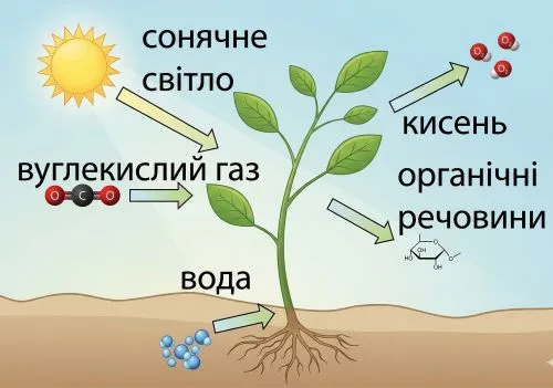 Розгляньте схему фотосинтезу. Запишіть на малюнку, що рослини поглинають, а що — виділяють