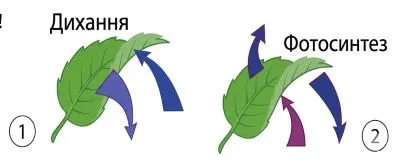 зображено процес дихання та фотосинтез
