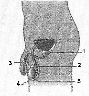позначте на схематичному зображенні чоловічої статевої системи внутрішні і зовнішні статеві органи