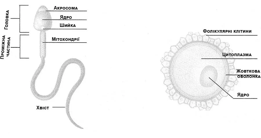 Сперматозоїд та яйцеклітина будова